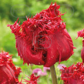 Hectarul - Bulbi de lalea Barbados, 5 bulbi